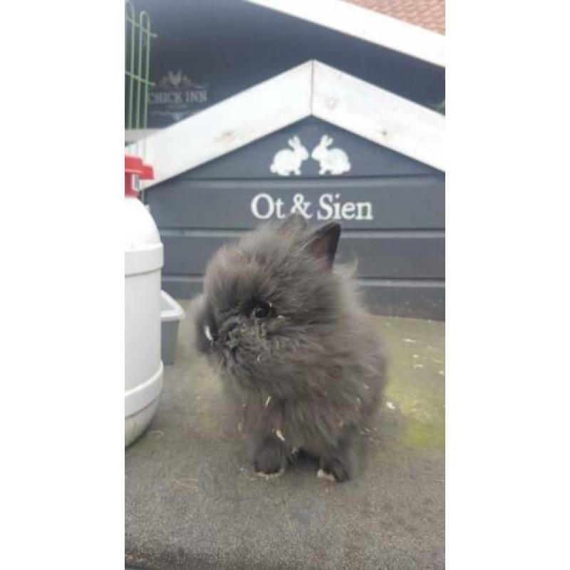 Baby dwerg konijntje 9 wkn oud