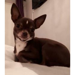 Uitlaathulp/ oppas voor honden en kattenoppas in Lisse
