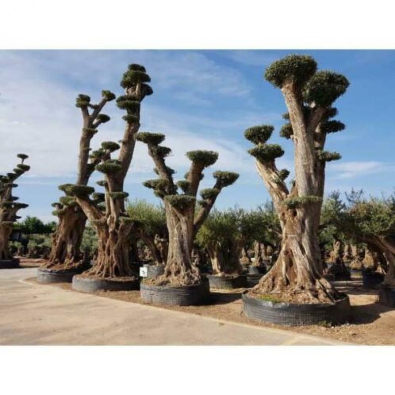 Olea Europea - Olijfboom - Alle Soorten 500-650cm art13256