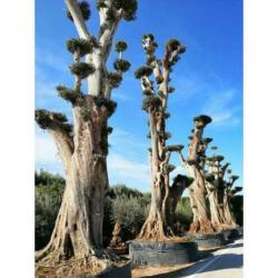 Olea Europea - Olijfboom - Alle Soorten 500-650cm art13256
