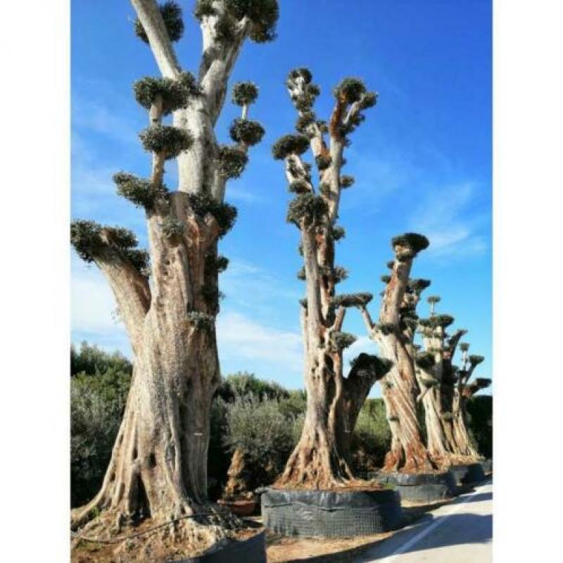 Olea Europea - Olijfboom - Alle Soorten 500-650cm art13256