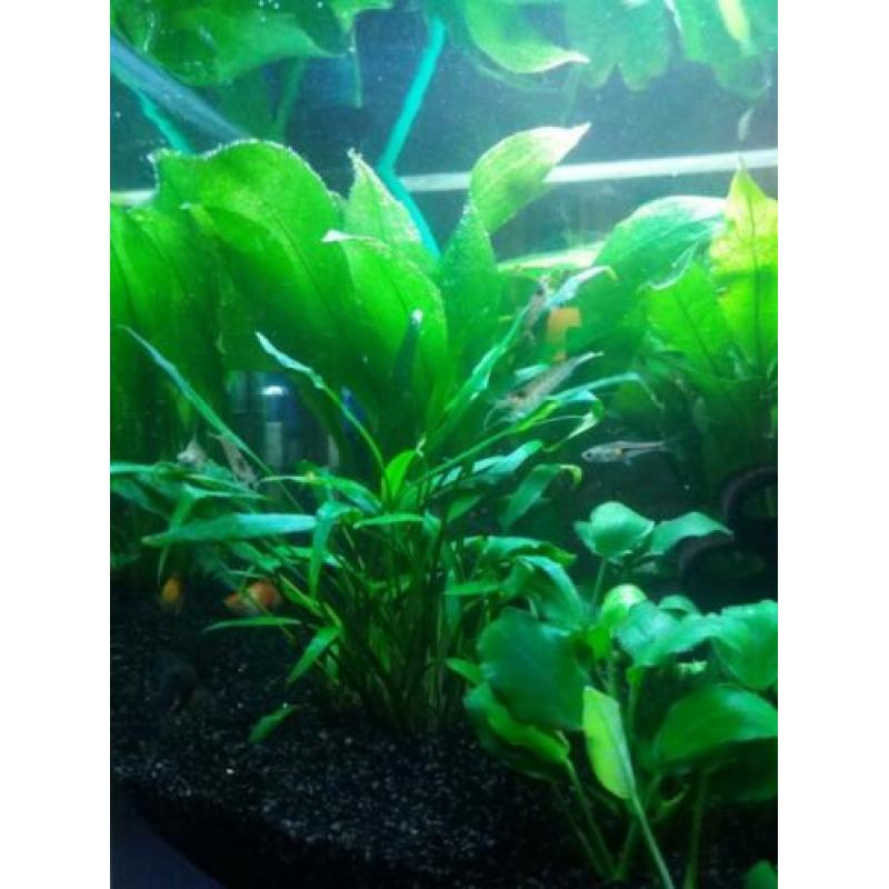 Aquarium 30x30x37 inclusief vissen en toebehoren