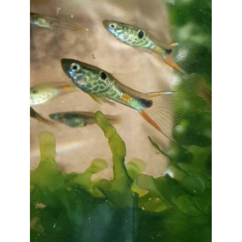 Kweek groep endler Campona nr46 snake