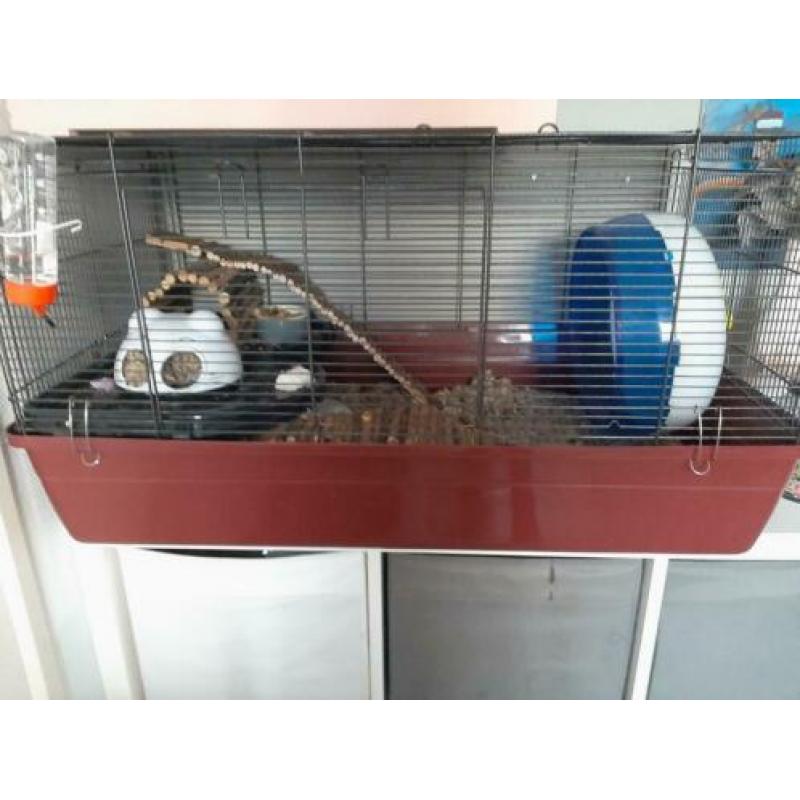 Hamsterkooi