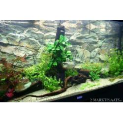 Aquarium/Terrarium achterwand Rock 100x50