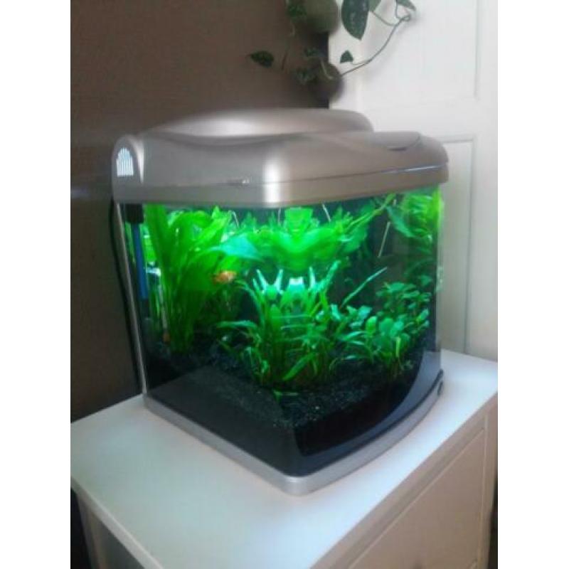 Aquarium 30x30x37 inclusief vissen en toebehoren