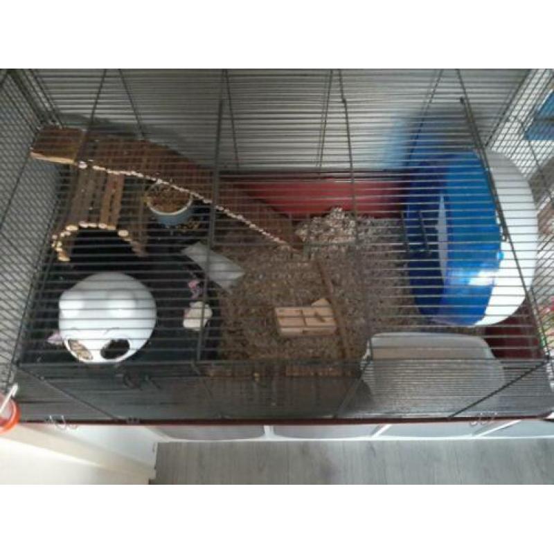 Hamsterkooi