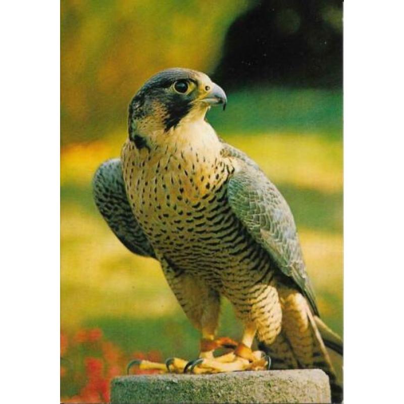 Vogels 4 x Hop, Beo, Slechtvalk en Boomvalk