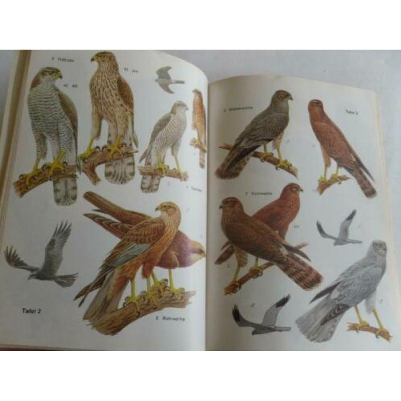 Roofvogels en Uilen , Greifvogel und Eulen , Heinz Brull