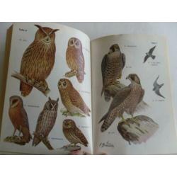 Roofvogels en Uilen , Greifvogel und Eulen , Heinz Brull