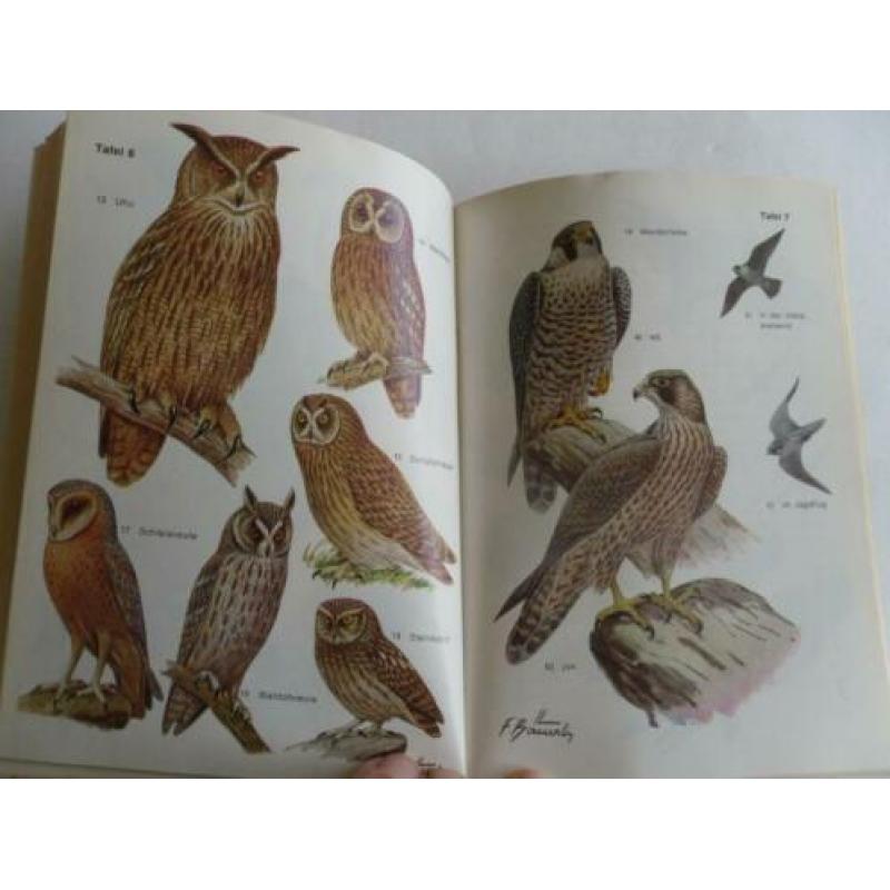 Roofvogels en Uilen , Greifvogel und Eulen , Heinz Brull