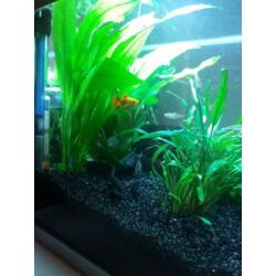Aquarium 30x30x37 inclusief vissen en toebehoren