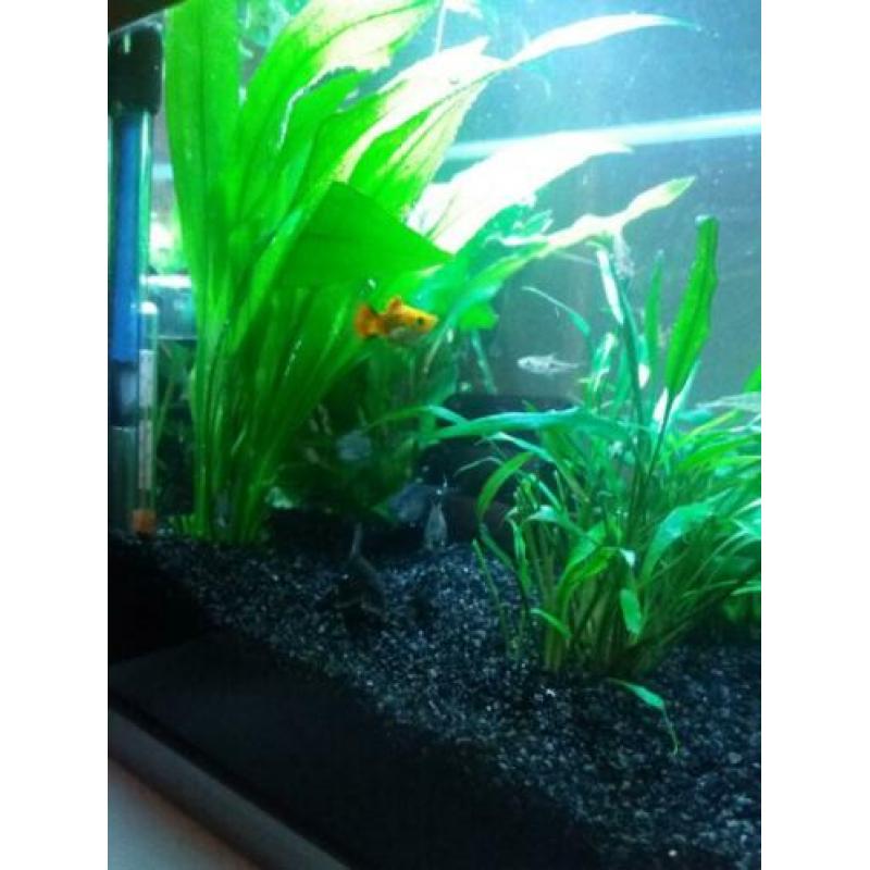 Aquarium 30x30x37 inclusief vissen en toebehoren