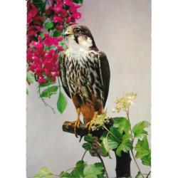 Vogels 4 x Hop, Beo, Slechtvalk en Boomvalk