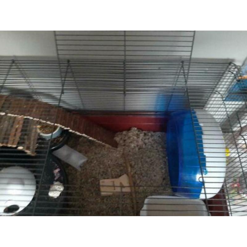 Hamsterkooi