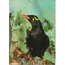 Vogels 4 x Hop, Beo, Slechtvalk en Boomvalk