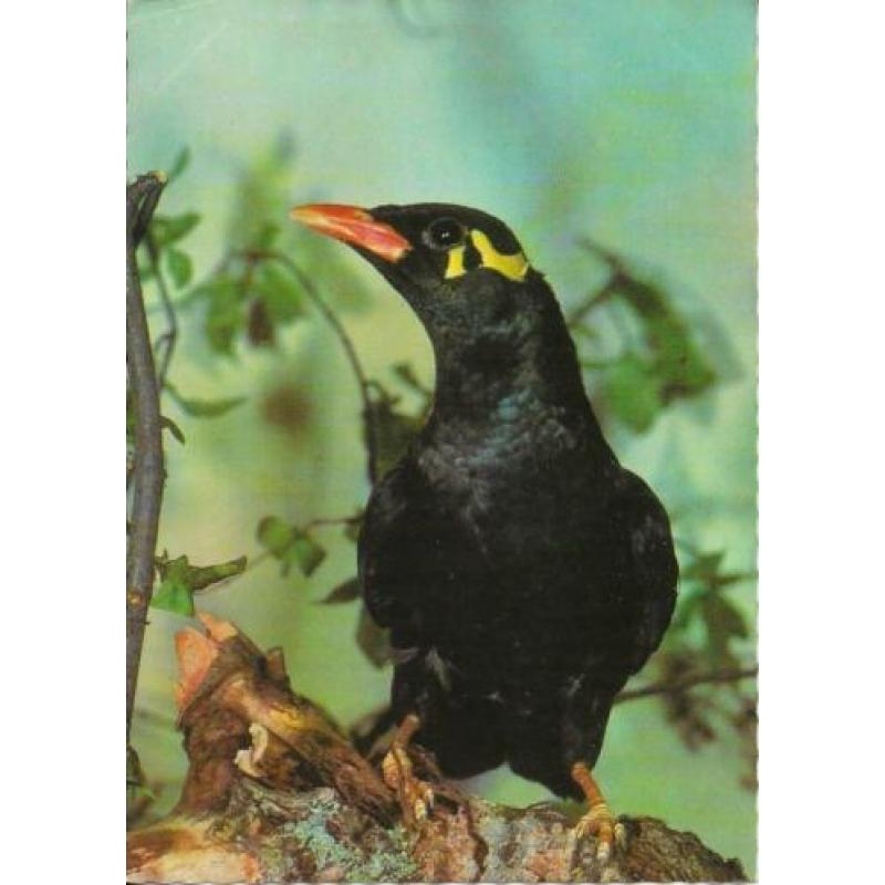 Vogels 4 x Hop, Beo, Slechtvalk en Boomvalk