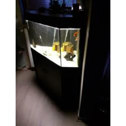 Mooi hoek aquarium vandaag halen voor 80 euro