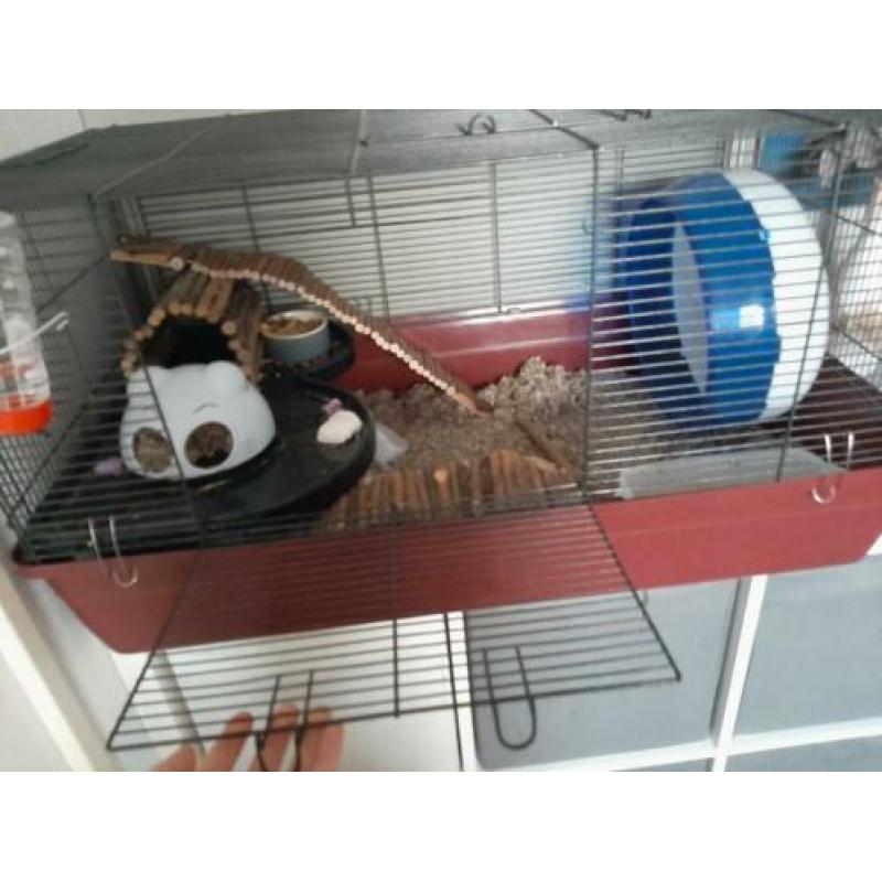 Hamsterkooi
