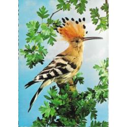 Vogels 4 x Hop, Beo, Slechtvalk en Boomvalk