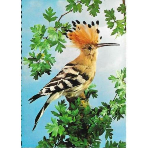 Vogels 4 x Hop, Beo, Slechtvalk en Boomvalk