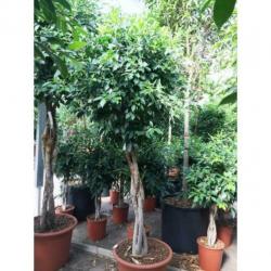 Ficus 'nitida' 340-350cm art36367