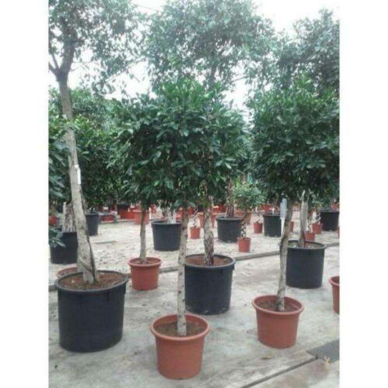 Ficus 'nitida' 340-350cm art36367