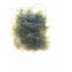 Moss Fissidens and riccardia
