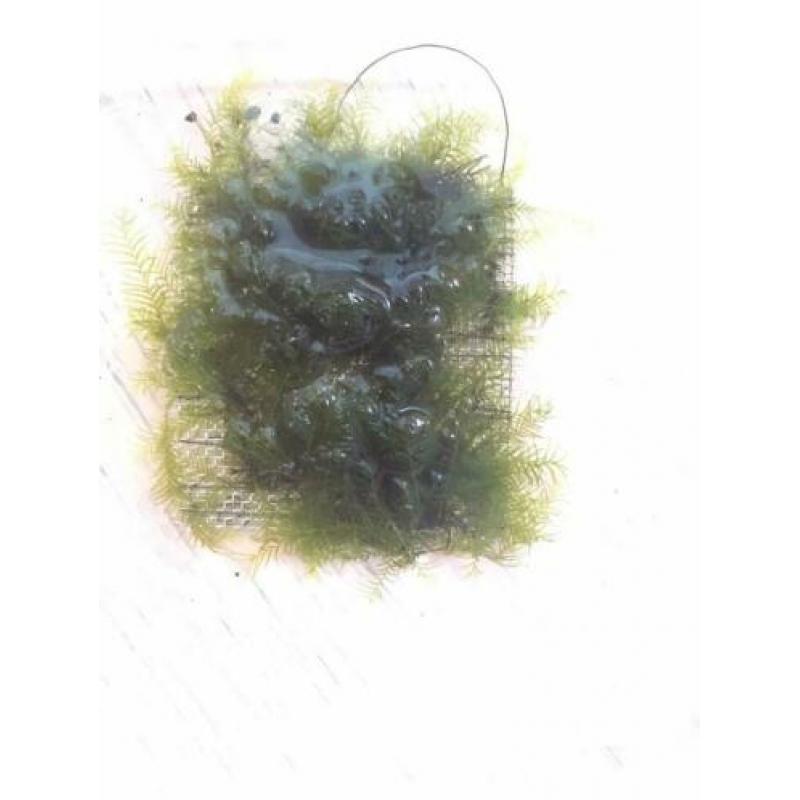 Moss Fissidens and riccardia