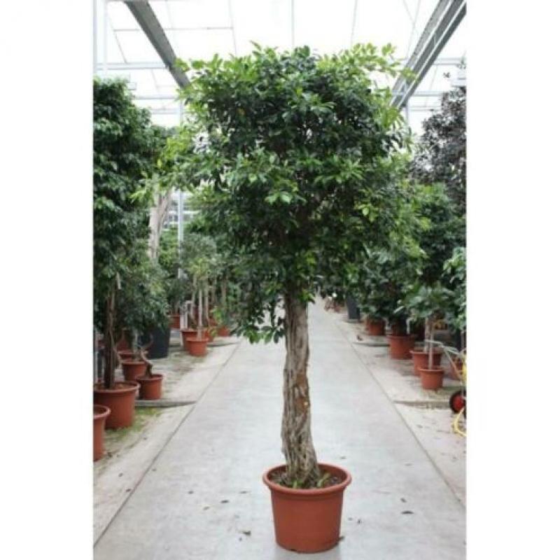 Ficus 'nitida' 340-350cm art36367