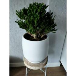 Super mooie grote kamerplant op sierstam