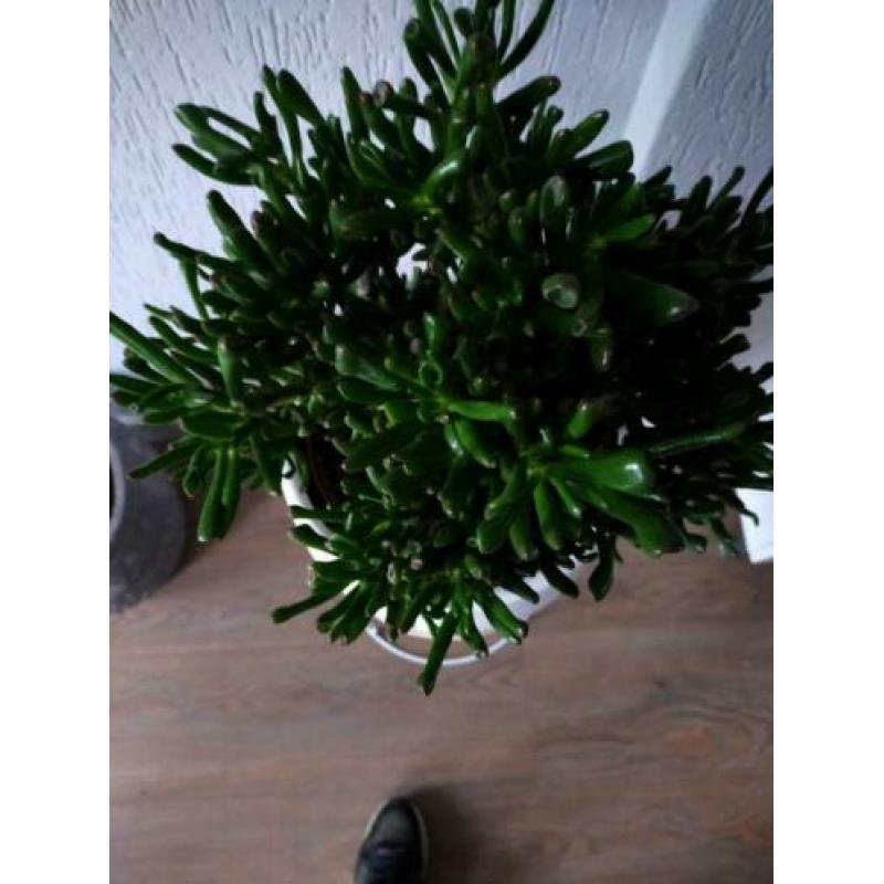 Super mooie grote kamerplant op sierstam