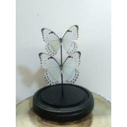 Vlinders in stolp, stolpen met vlinders - Western Deco