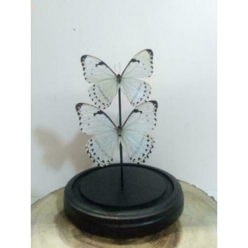 Vlinders in stolp, stolpen met vlinders - Western Deco