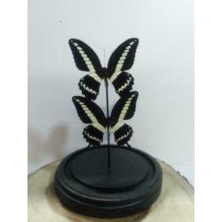 Vlinders in stolp, stolpen met vlinders - Western Deco