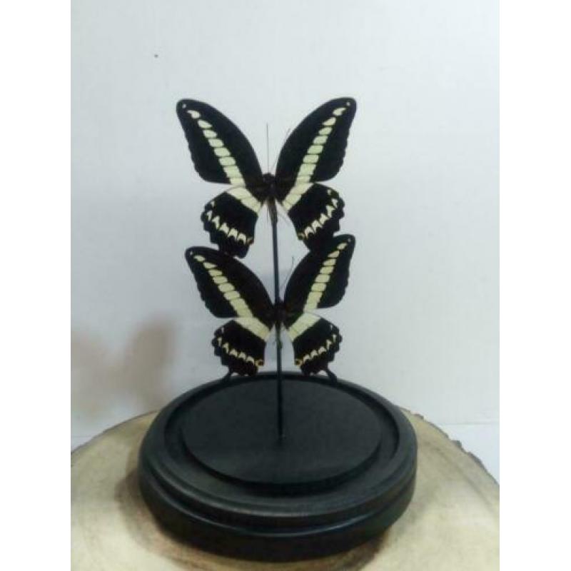 Vlinders in stolp, stolpen met vlinders - Western Deco