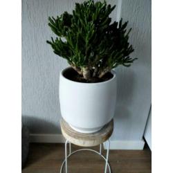 Super mooie grote kamerplant op sierstam
