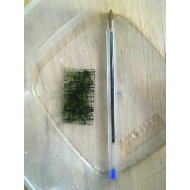 Moss Fissidens and riccardia