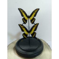 Vlinders in stolp, stolpen met vlinders - Western Deco