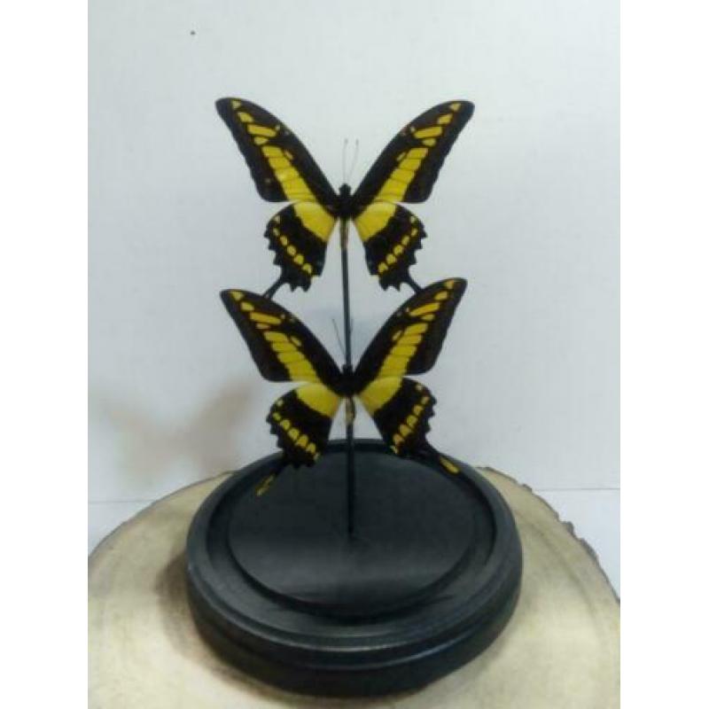 Vlinders in stolp, stolpen met vlinders - Western Deco