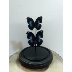 Vlinders in stolp, stolpen met vlinders - Western Deco