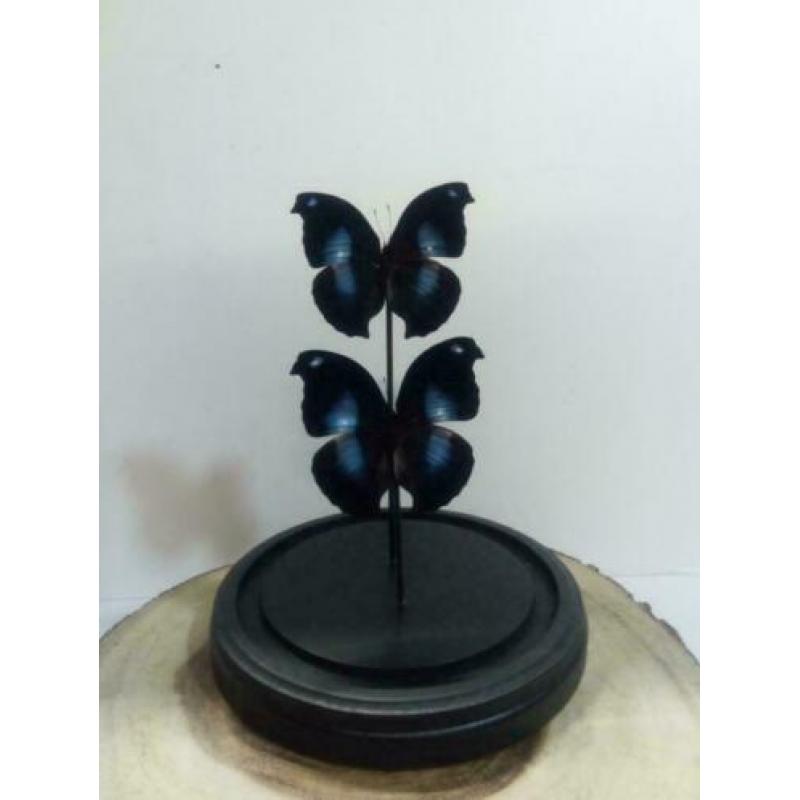 Vlinders in stolp, stolpen met vlinders - Western Deco