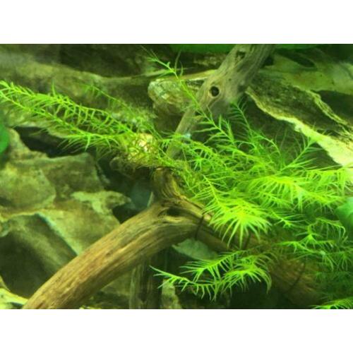 Moss Fissidens and riccardia