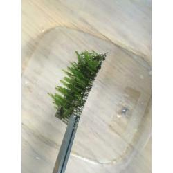 Moss Fissidens and riccardia