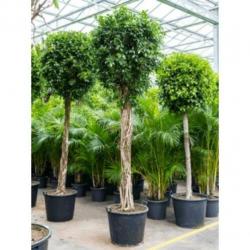 Ficus 'nitida' 340-350cm art36367