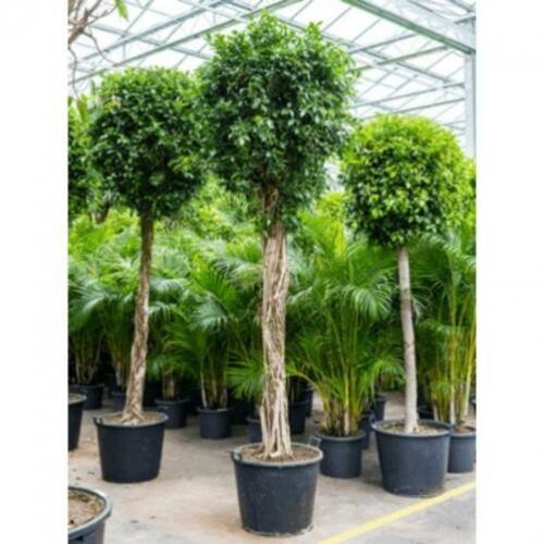 Ficus 'nitida' 340-350cm art36367