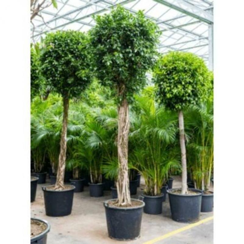 Ficus 'nitida' 340-350cm art36367