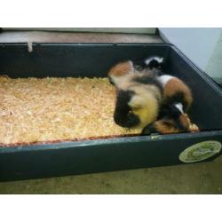 Ch teddy 3 kleur met stamboom