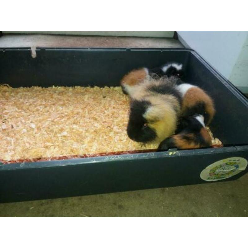 Ch teddy 3 kleur met stamboom