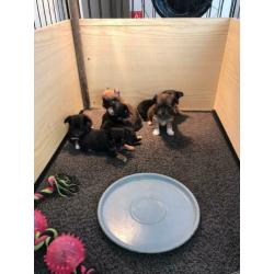 Chihuahua Dekreu (niet te koop)